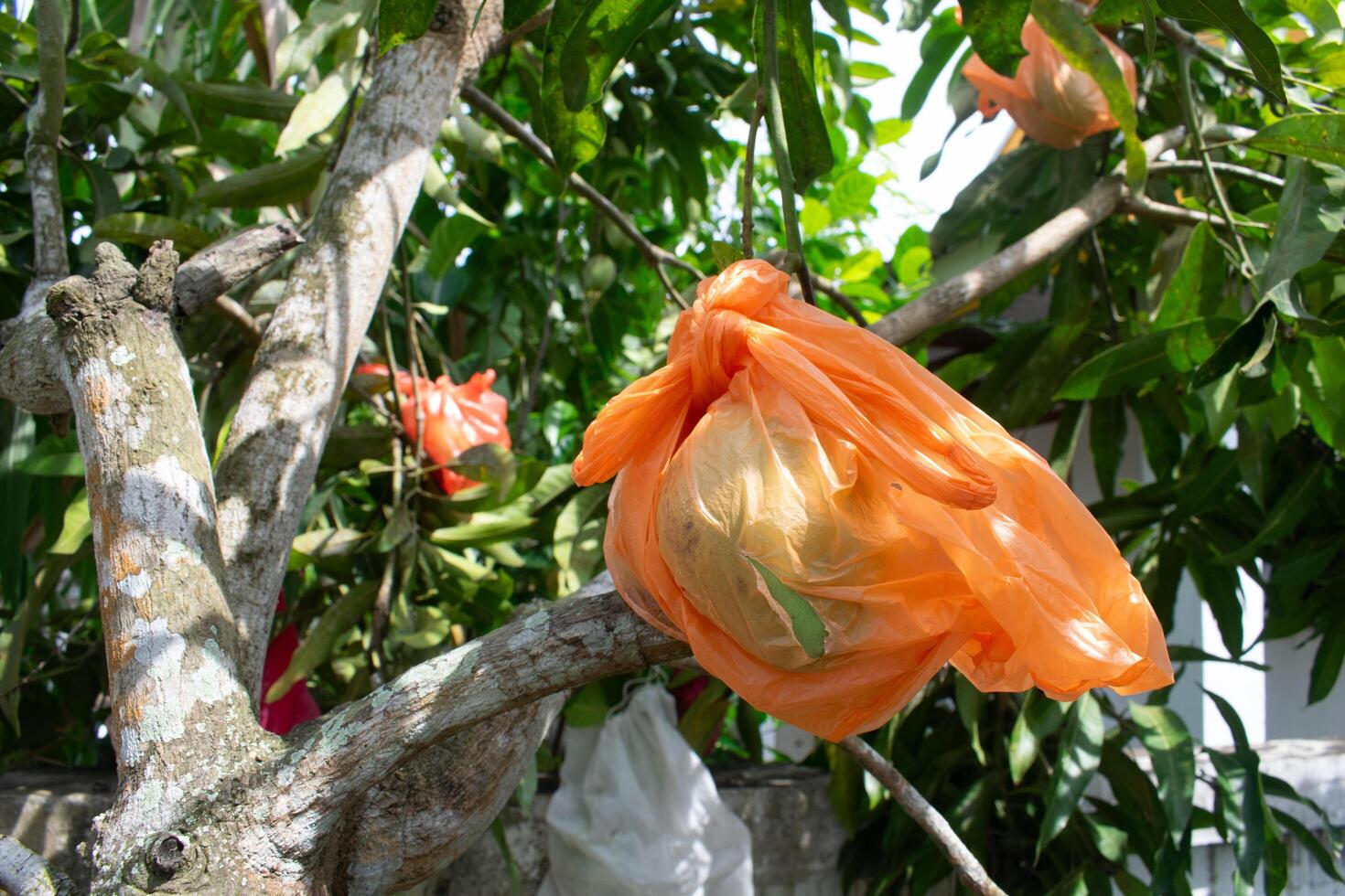 The mango fruit is still hanging from the tree, the fruit is wrapped in a plastic bag photo