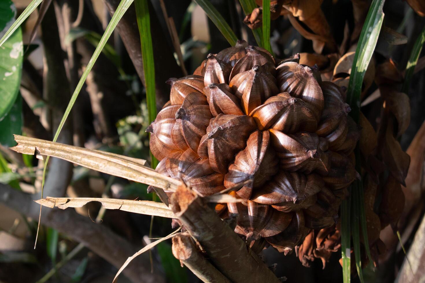 Nipah fruit is a food rich in beneficial minerals, palm fruit is a plant in rivers. photo
