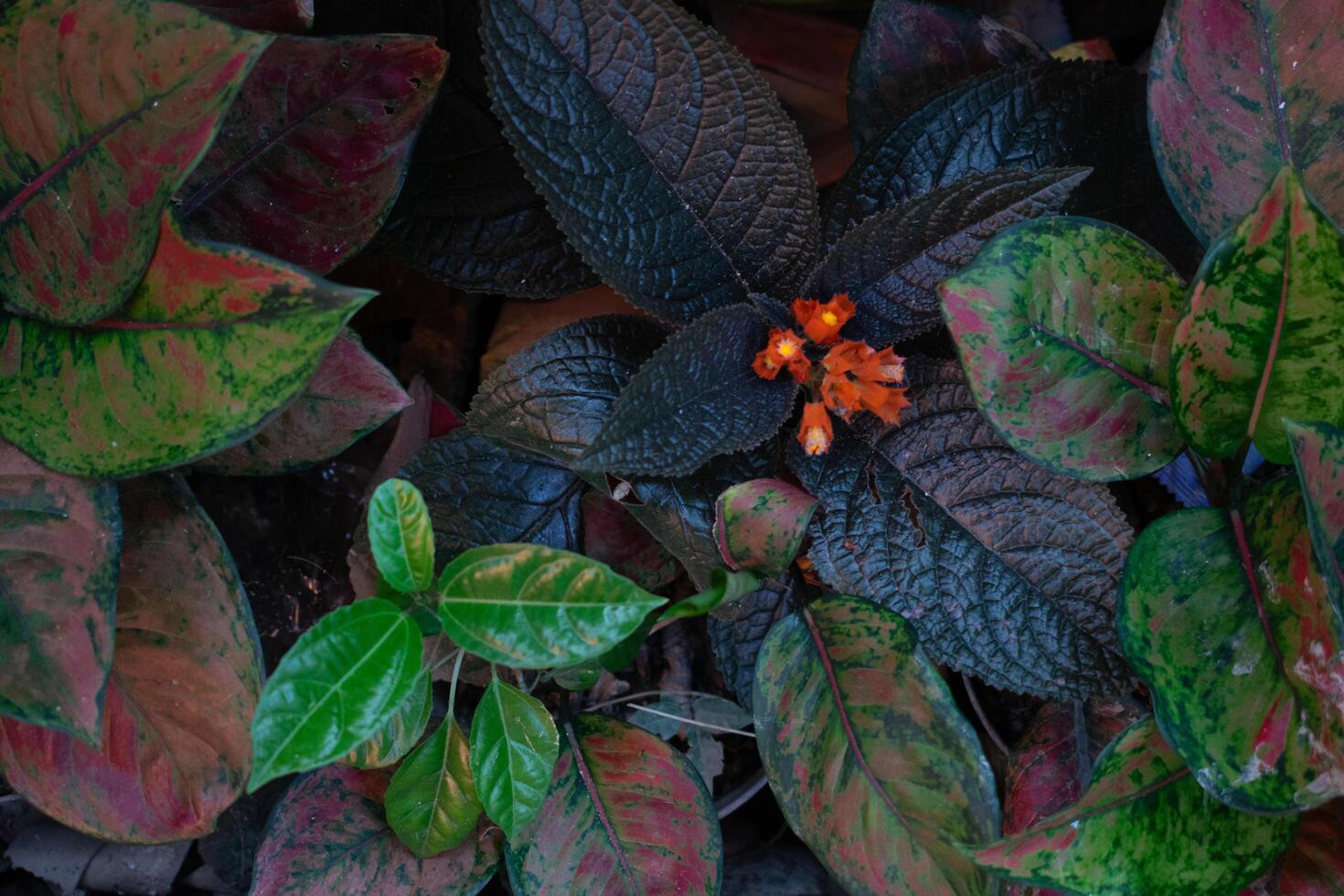 The leaves of ornamental plants are colored photo