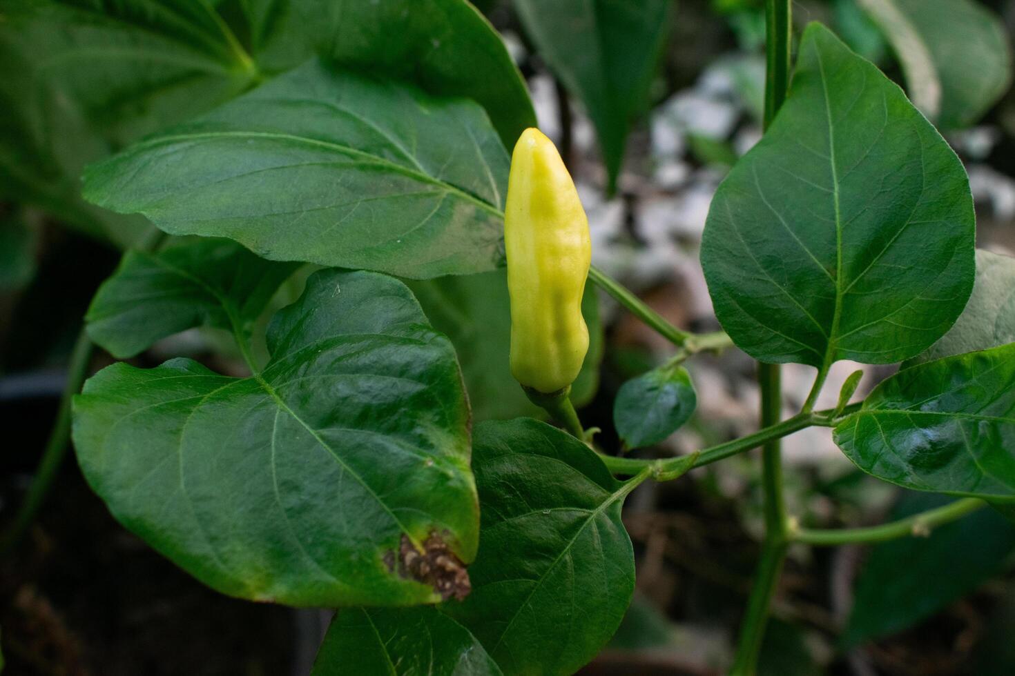 Fresh chilies still on the tree with green leaves photo