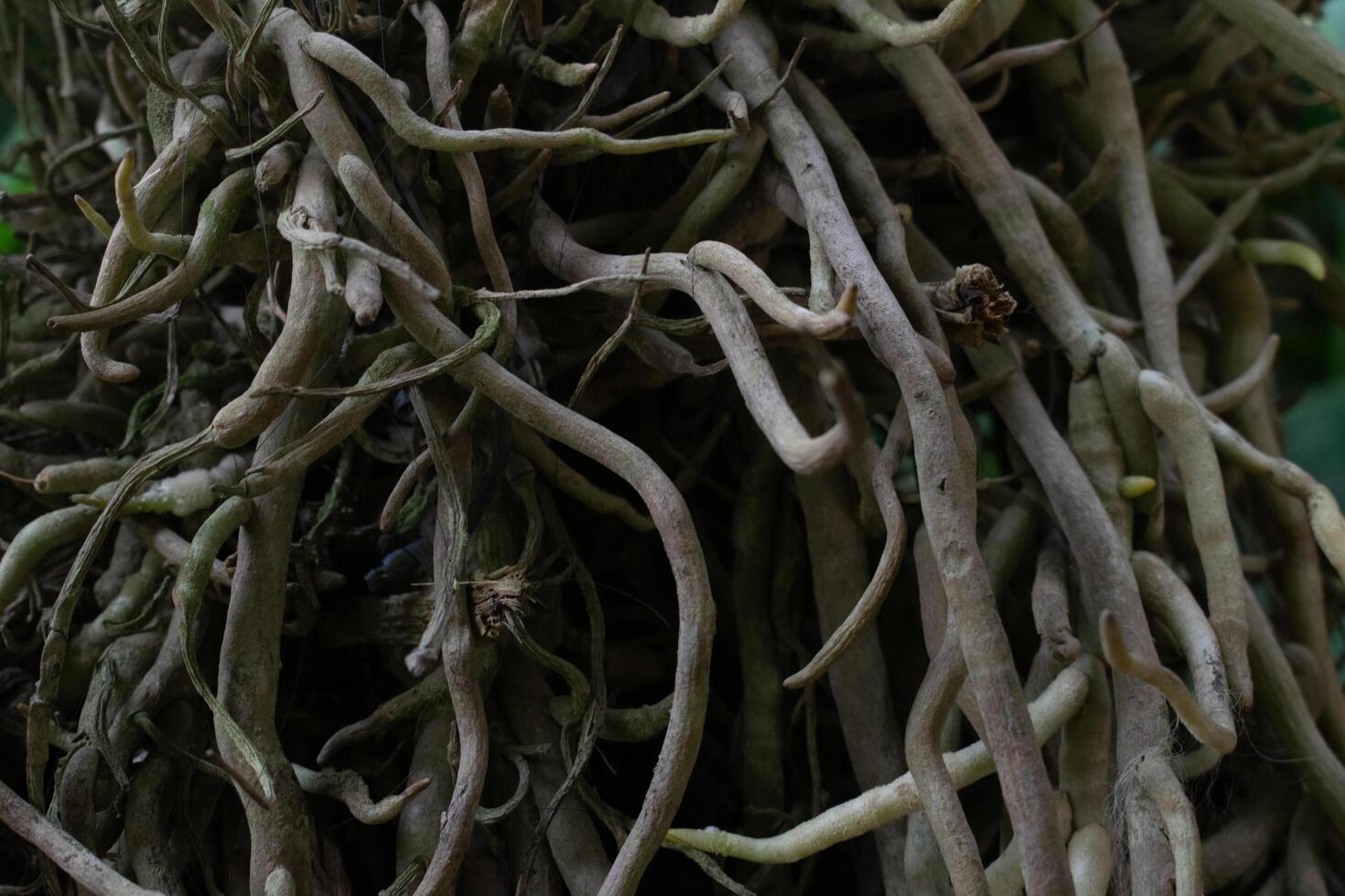 Wild tree with creeping tree roots in the background photo