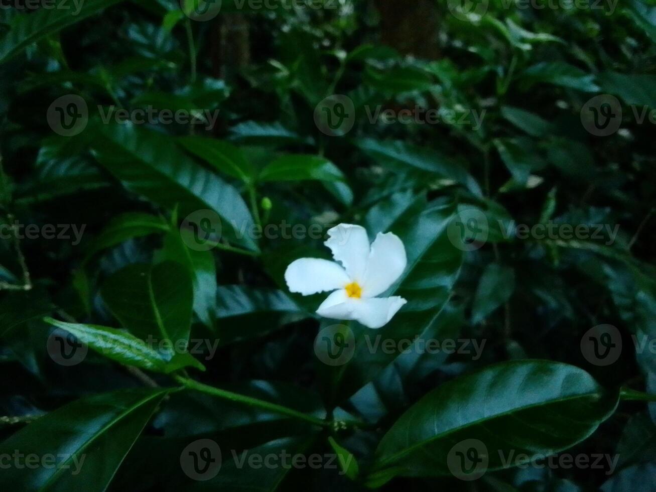 Village Beautiful Scenery - Paddy Field, Village Jungle Flowers, Village Evening, Fruit Tree Garden, Village Sunset, Village River photo