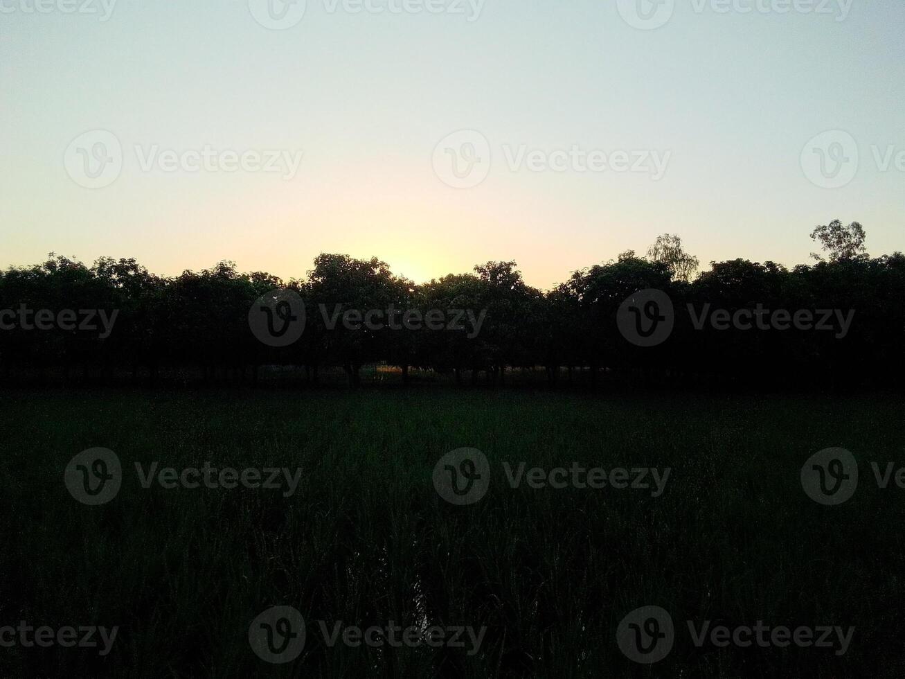 Village Beautiful Scenery - Paddy Field, Village Jungle Flowers, Village Evening, Fruit Tree Garden, Village Sunset, Village River photo