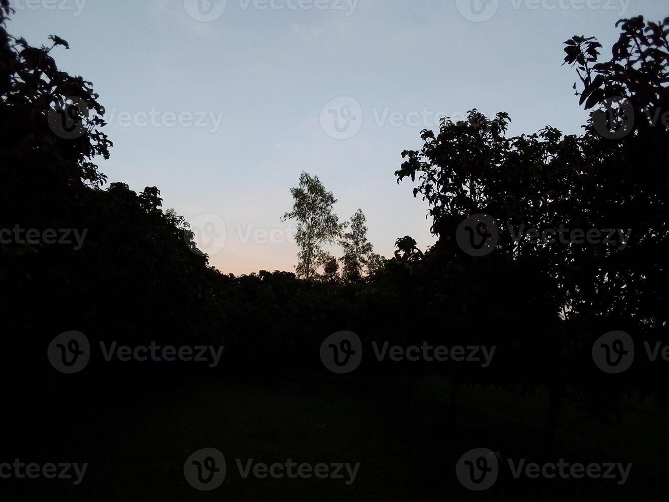 Village Beautiful Scenery - Paddy Field, Village Jungle Flowers, Village Evening, Fruit Tree Garden, Village Sunset, Village River photo