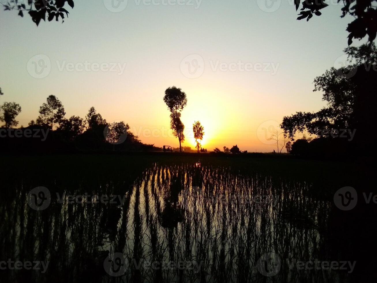 Village Beautiful Scenery - Paddy Field, Village Jungle Flowers, Village Evening, Fruit Tree Garden, Village Sunset, Village River photo