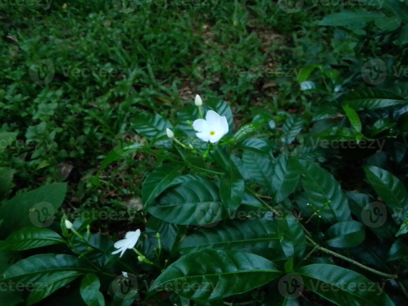 Village Beautiful Scenery - Paddy Field, Village Jungle Flowers, Village Evening, Fruit Tree Garden, Village Sunset, Village River photo