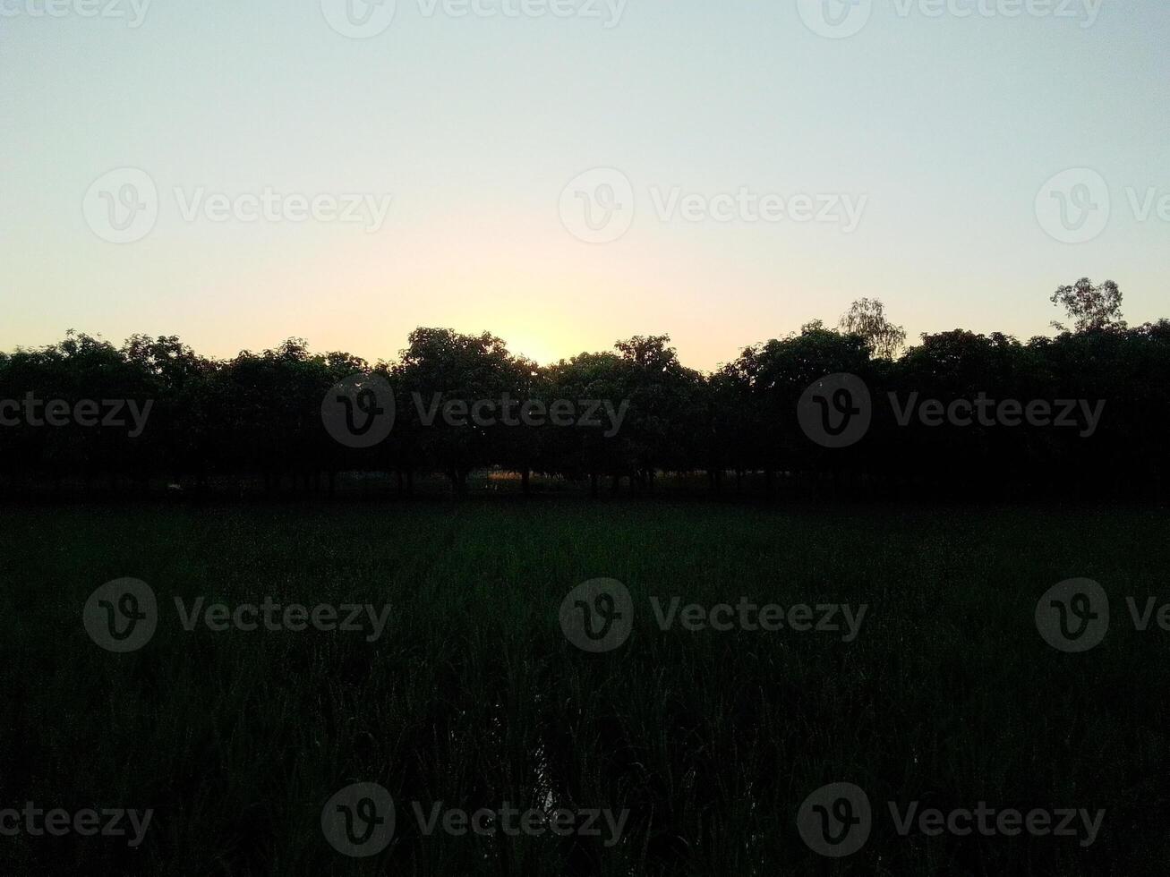 Village Beautiful Scenery - Paddy Field, Village Jungle Flowers, Village Evening, Fruit Tree Garden, Village Sunset, Village River photo