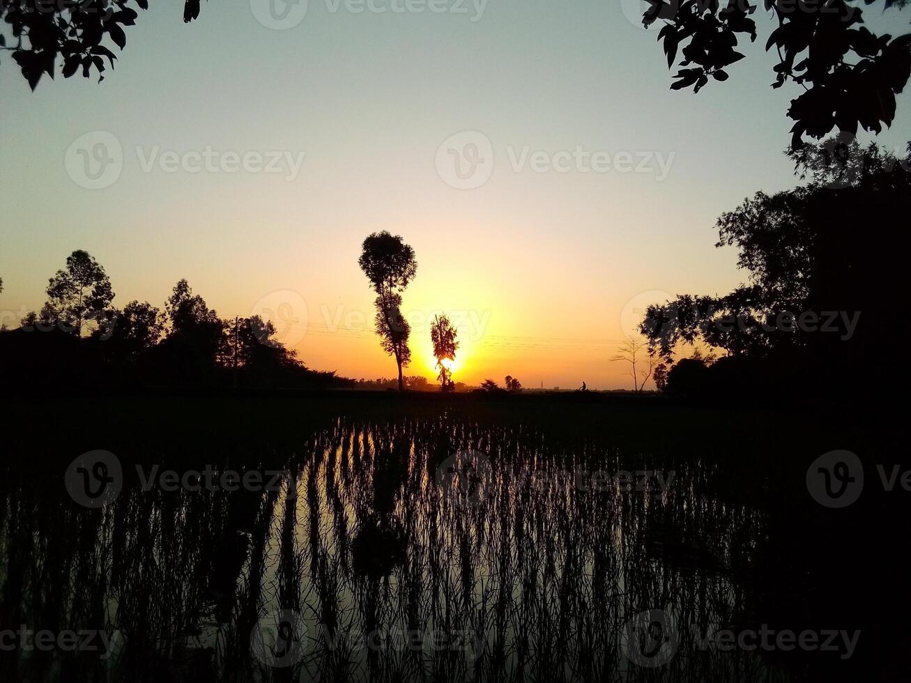 Village Beautiful Scenery - Paddy Field, Village Jungle Flowers, Village Evening, Fruit Tree Garden, Village Sunset, Village River photo