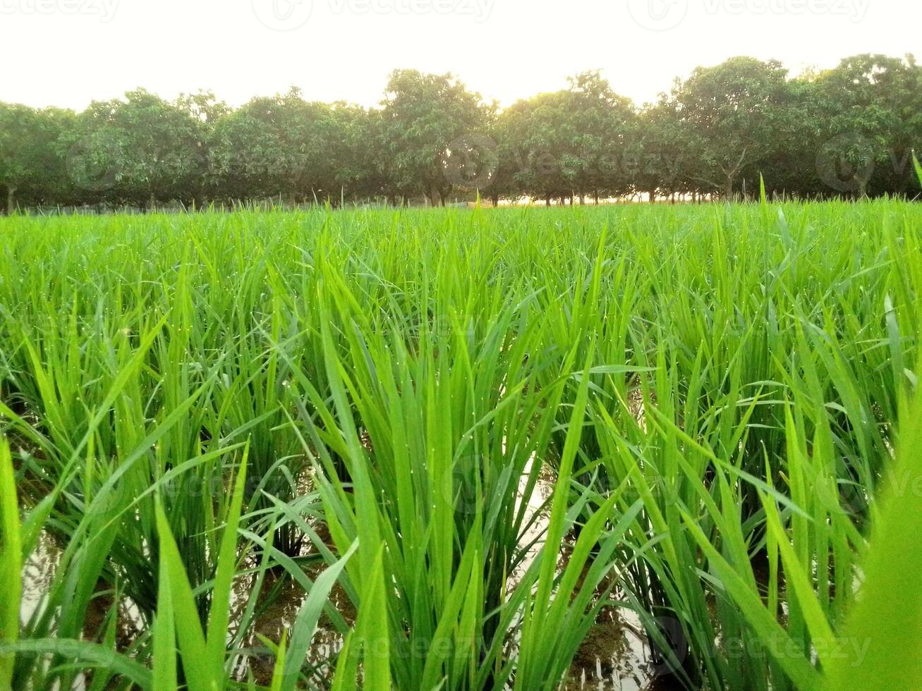 Village Beautiful Scenery - Paddy Field, Village Jungle Flowers, Village Evening, Fruit Tree Garden, Village Sunset, Village River photo
