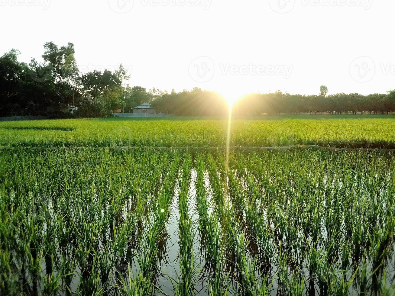 Village Beautiful Scenery - Paddy Field, Village Jungle Flowers, Village Evening, Fruit Tree Garden, Village Sunset, Village River photo