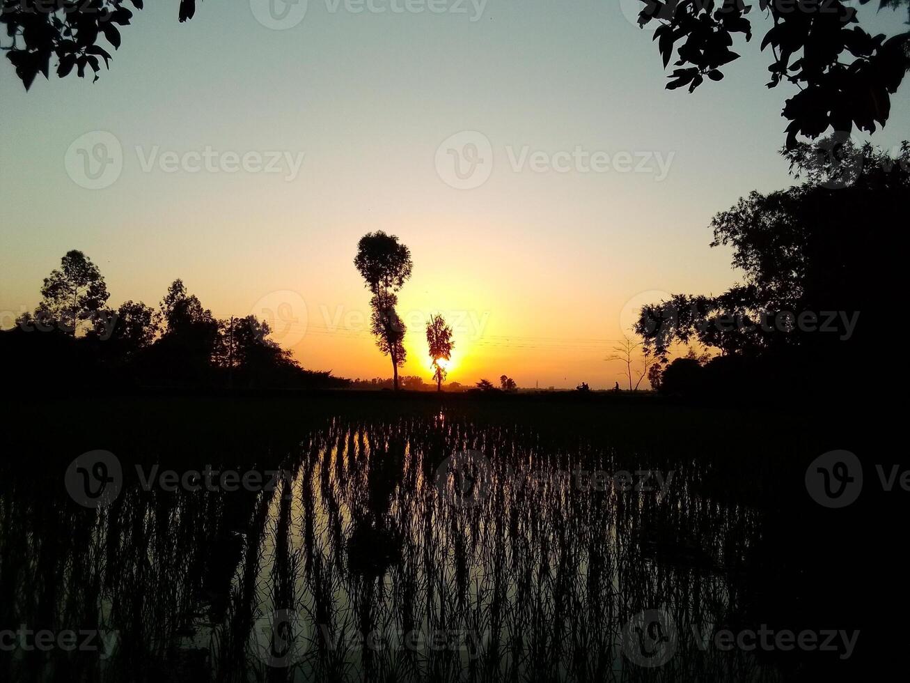 Village Beautiful Scenery - Paddy Field, Village Jungle Flowers, Village Evening, Fruit Tree Garden, Village Sunset, Village River photo