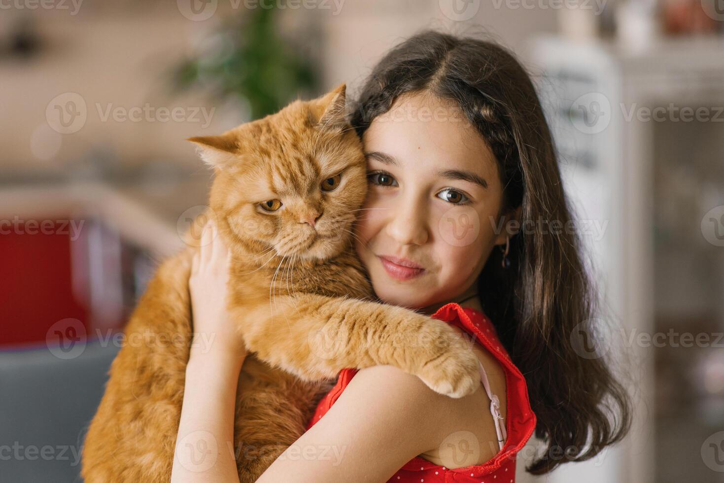 Child girl holds her pet red British cat in her arms and sits with him on the couch at home photo