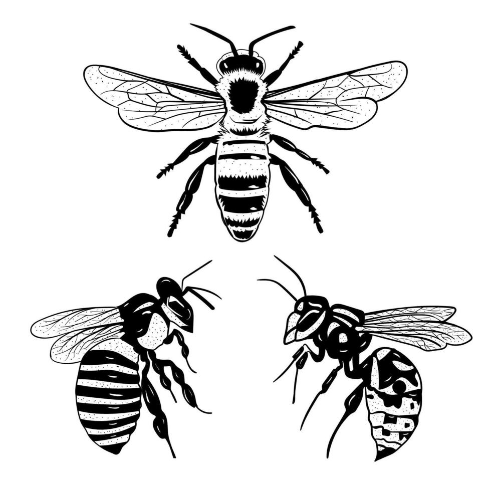 Honey bee transparent silhouette illustration vector