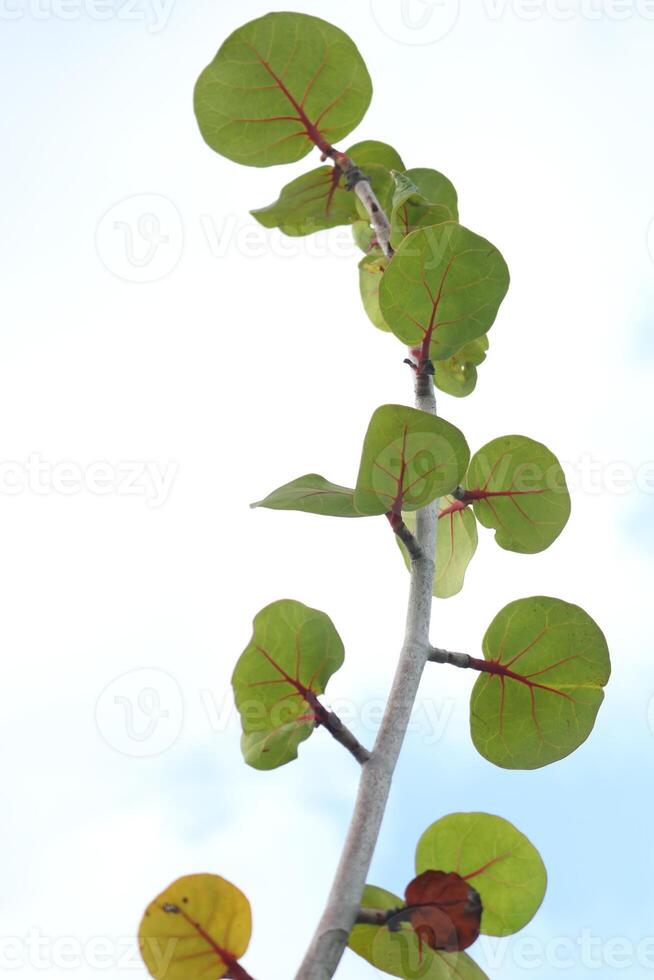 Branch and green leaves of Seagrape or Seaside grape growth up and blue sky with white cloud background. photo