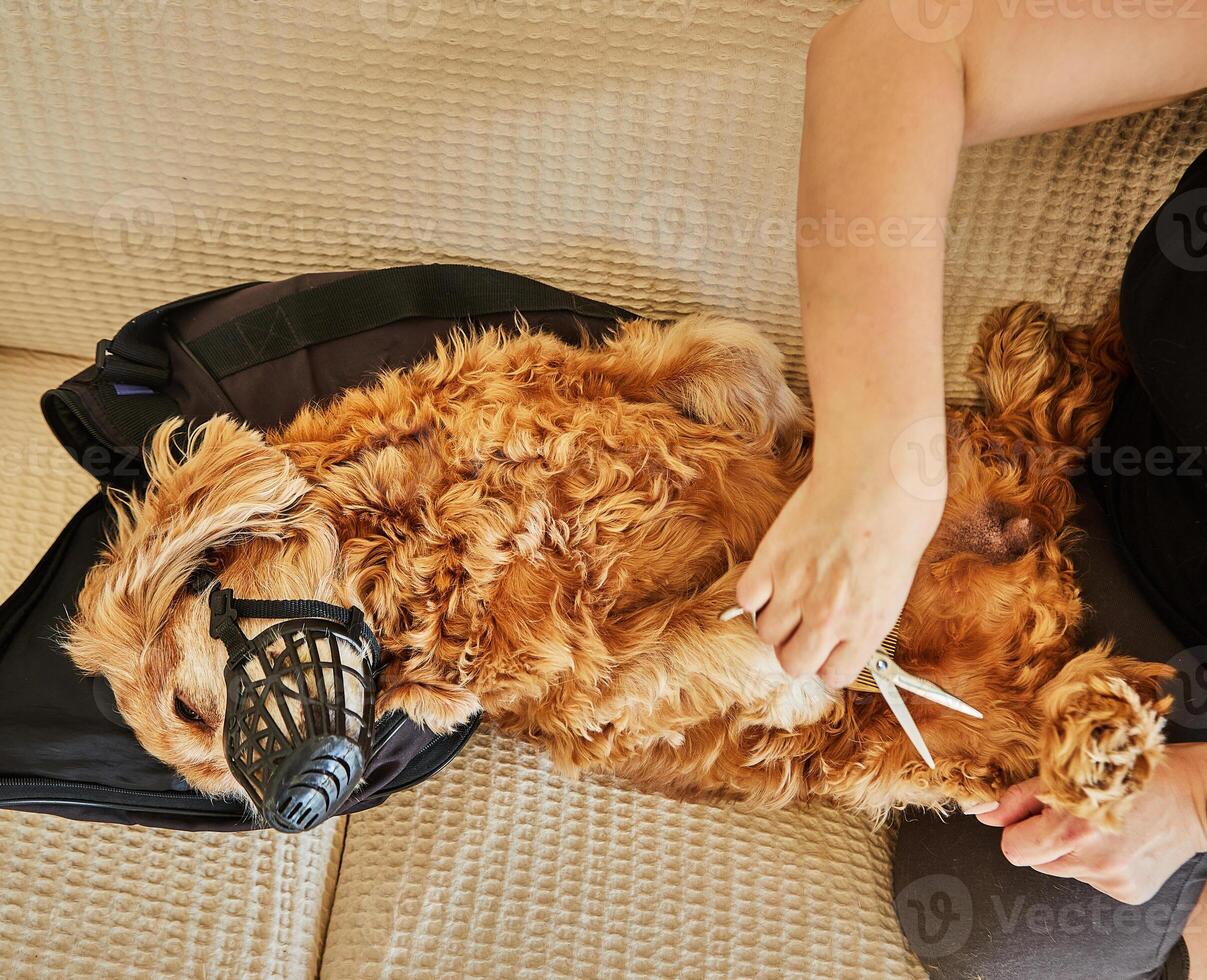 A calm dog with a muzzle is groomed on a cozy couch, with the handler using scissors to trim fur, ensuring safety photo