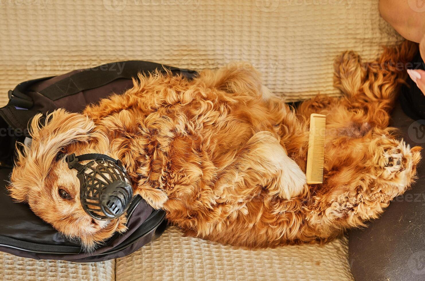 A fluffy dog lies on a couch wearing a muzzle, receiving a gentle grooming session with scissors for a tidy appearance photo