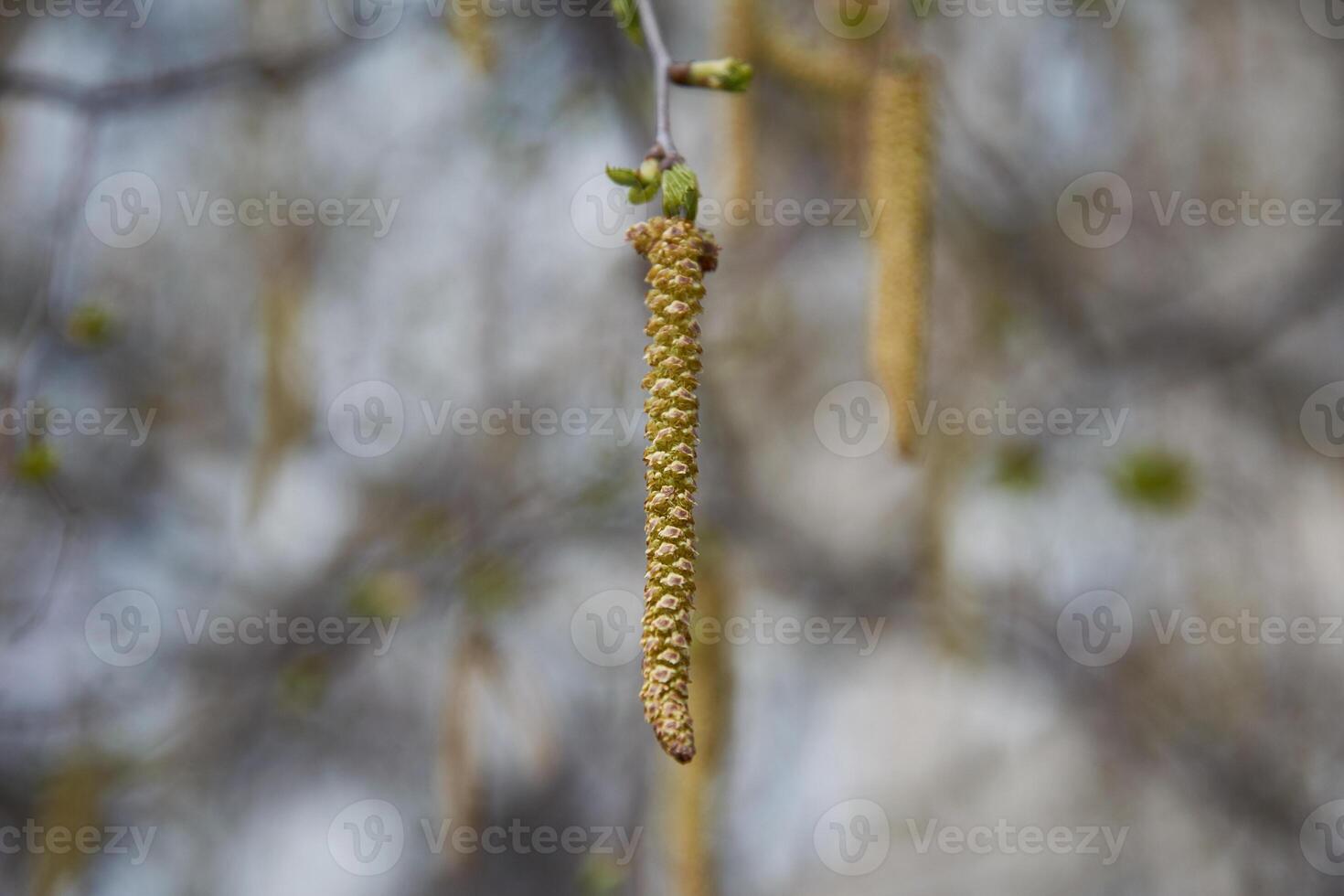 A close up of a tree branch with a bunch of flowers photo