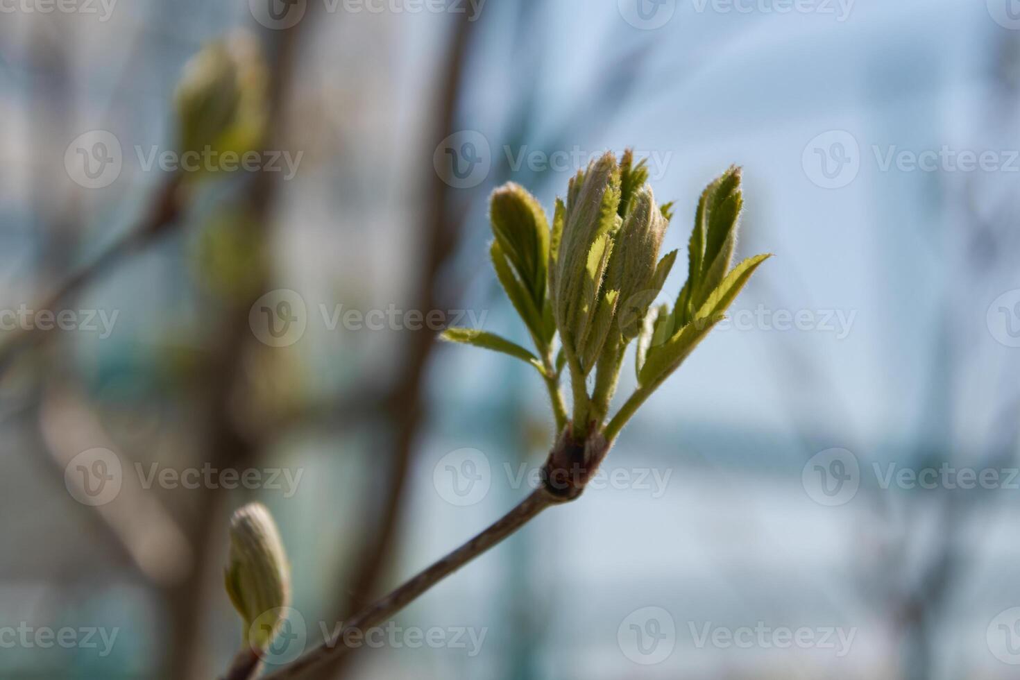 A close up of a tree branch with green leaves photo