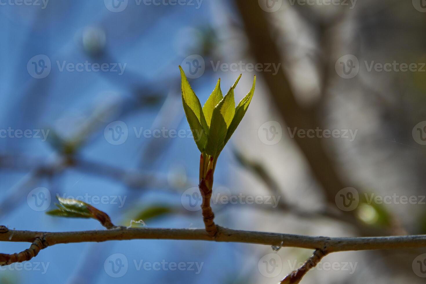 A young tree branch with leaves and buds photo