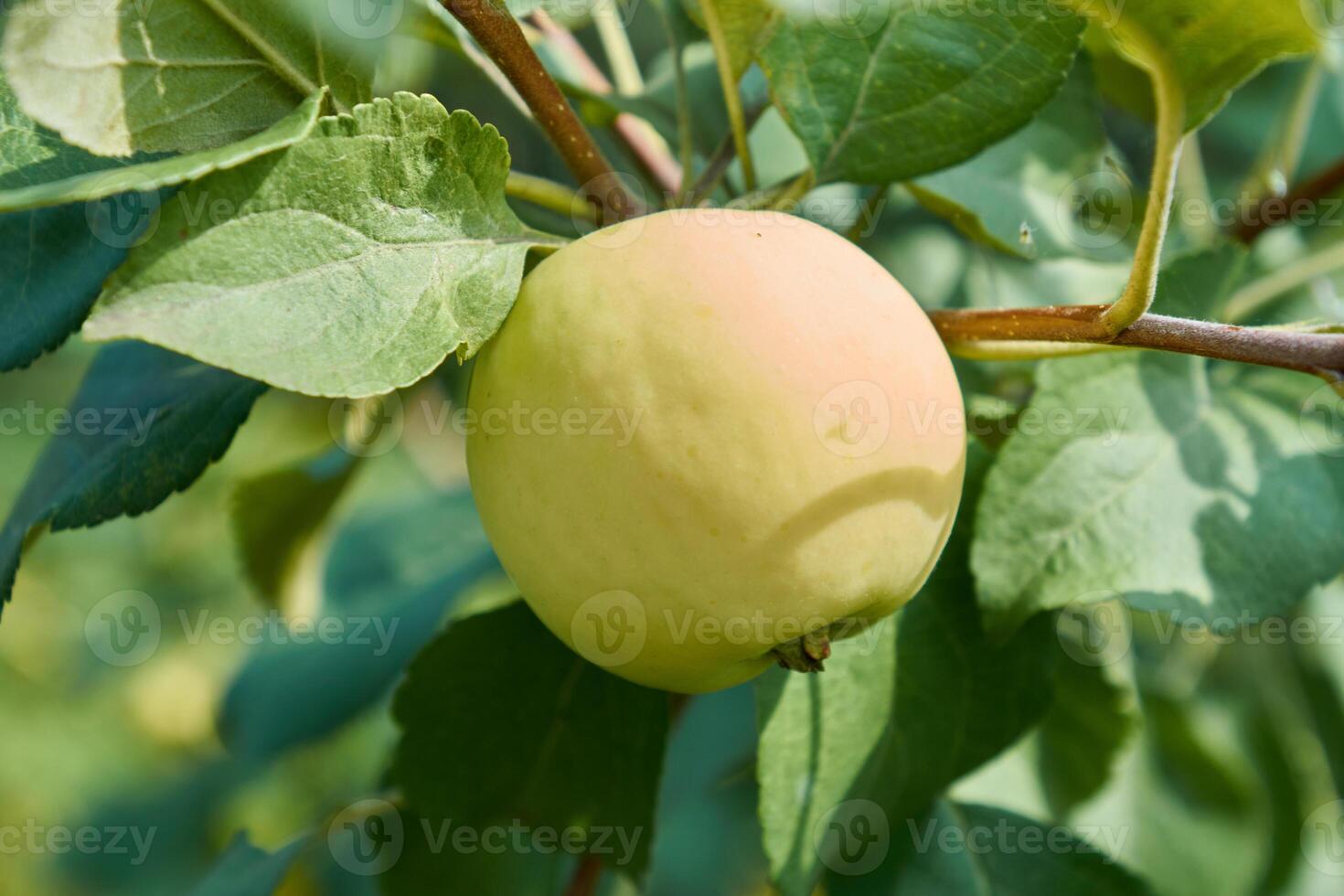 A yellow apple is hanging from a tree photo