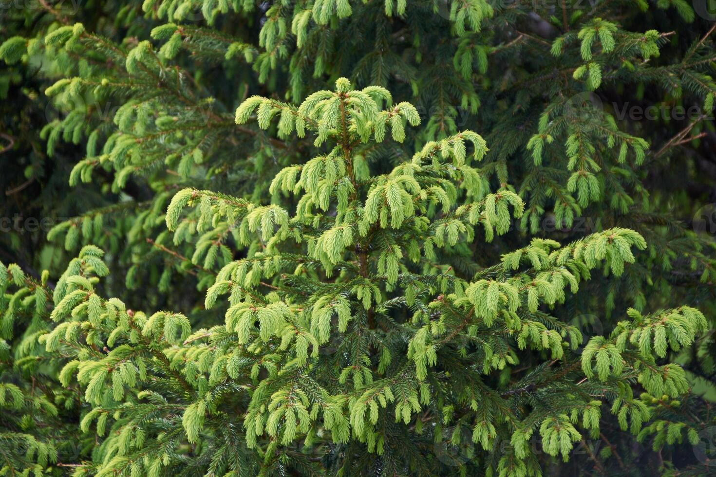 A close up of a tree with green leaves photo