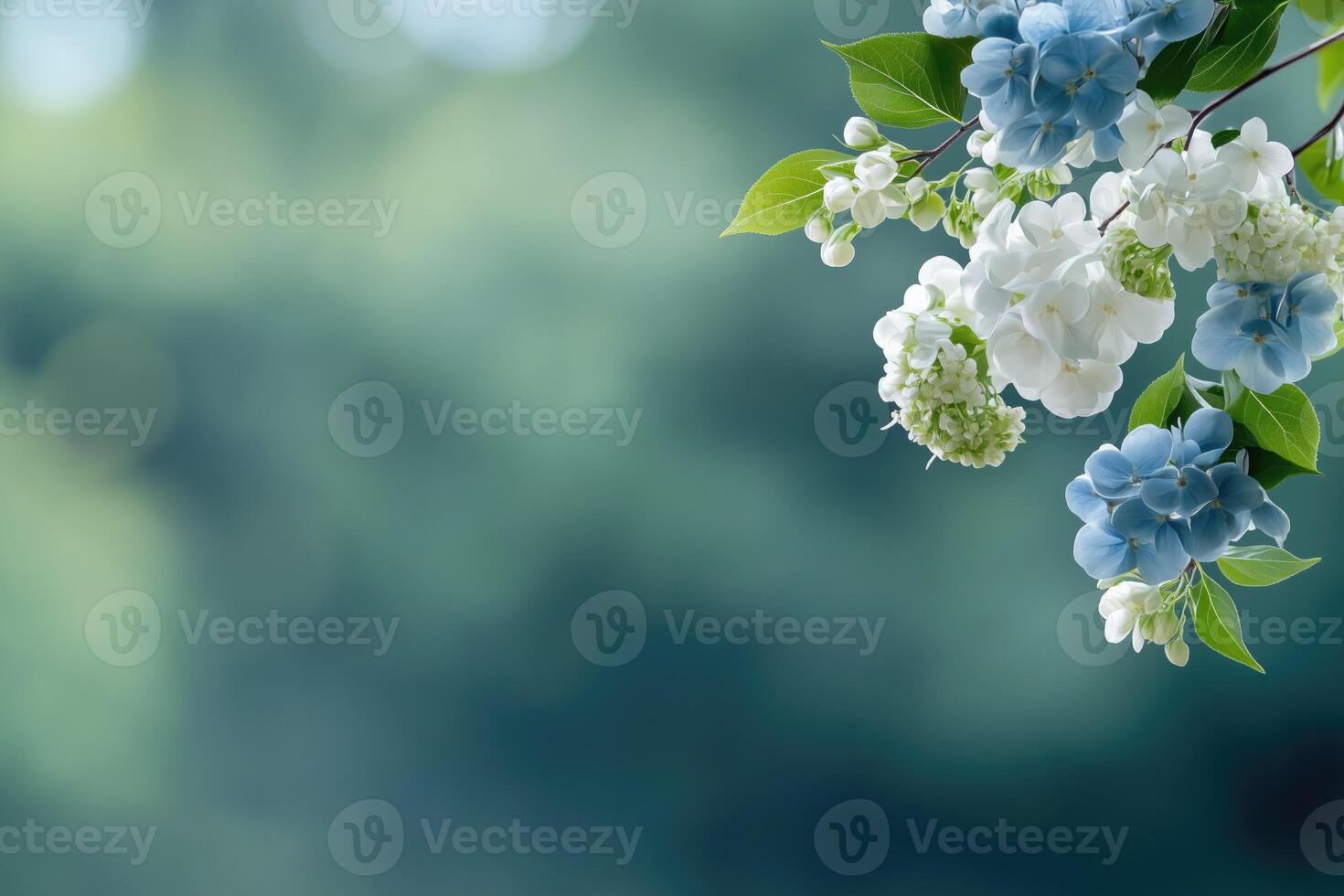 delicate soft background with blue and white hydrangea flowers and copy space photo