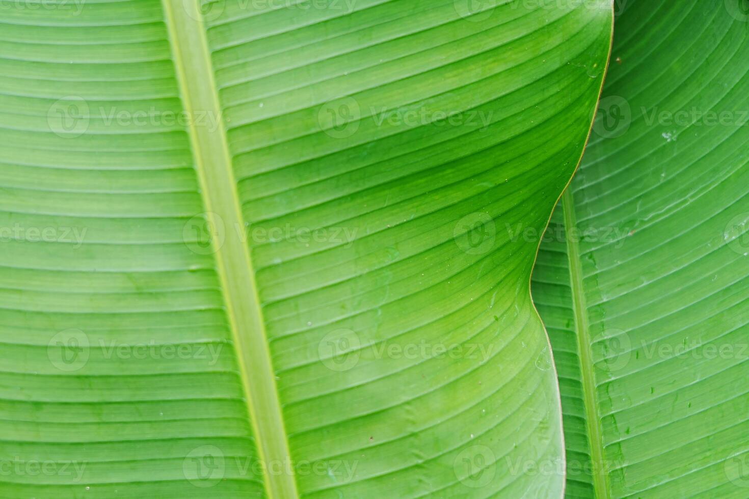 close up textrue of green banana leaf photo