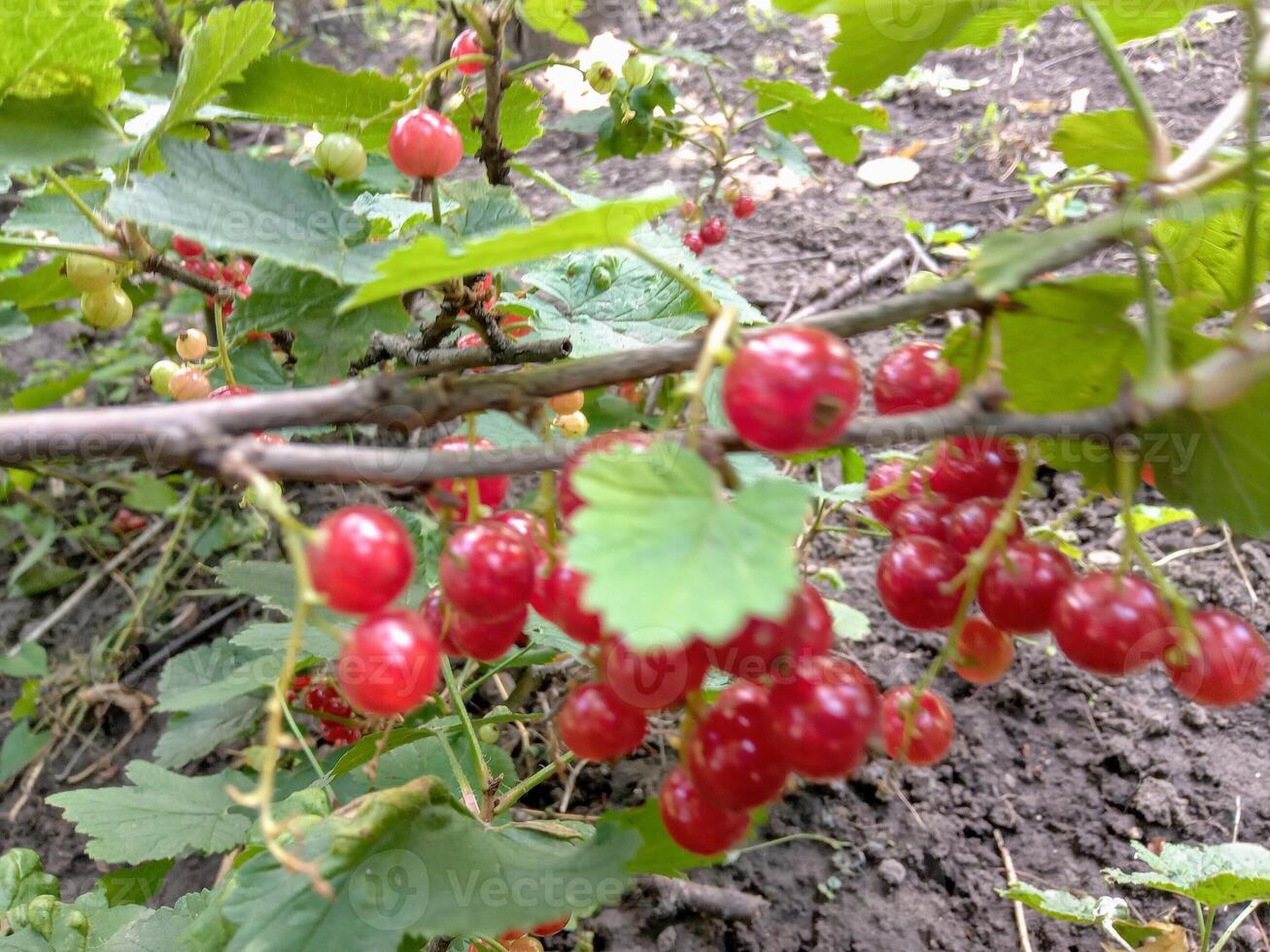 red currant bush in the spring garden photo