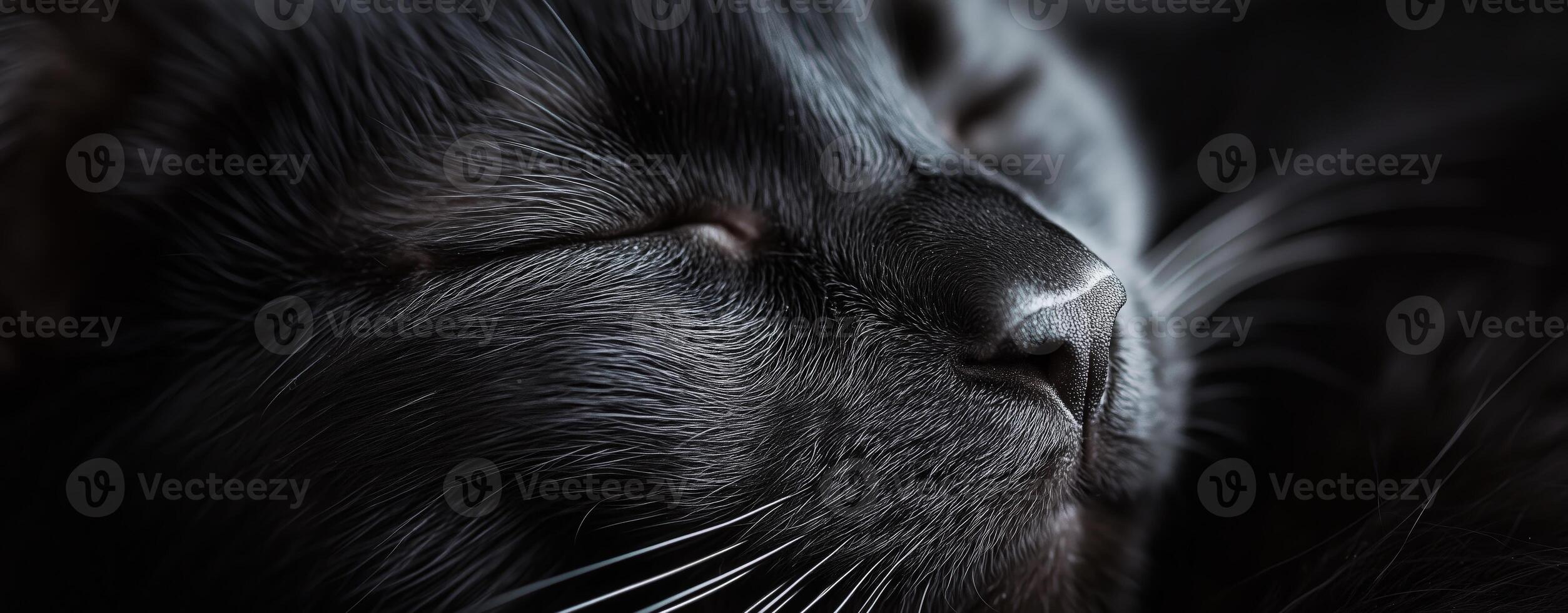 Close-up of a black cat sleeping peacefully showcases soft fur and whiskers in serene setting photo