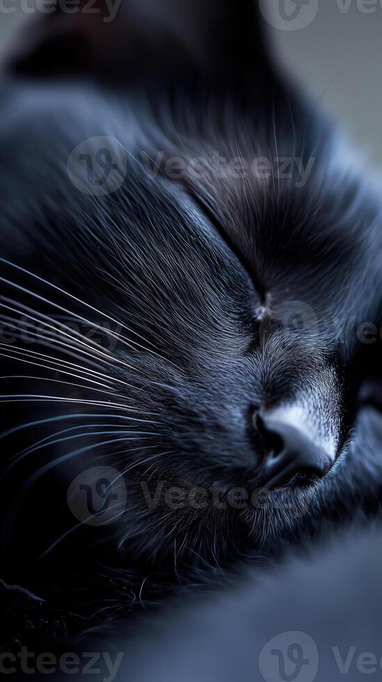 Close-up of a black cat sleeping peacefully showcases soft fur and whiskers in serene setting photo