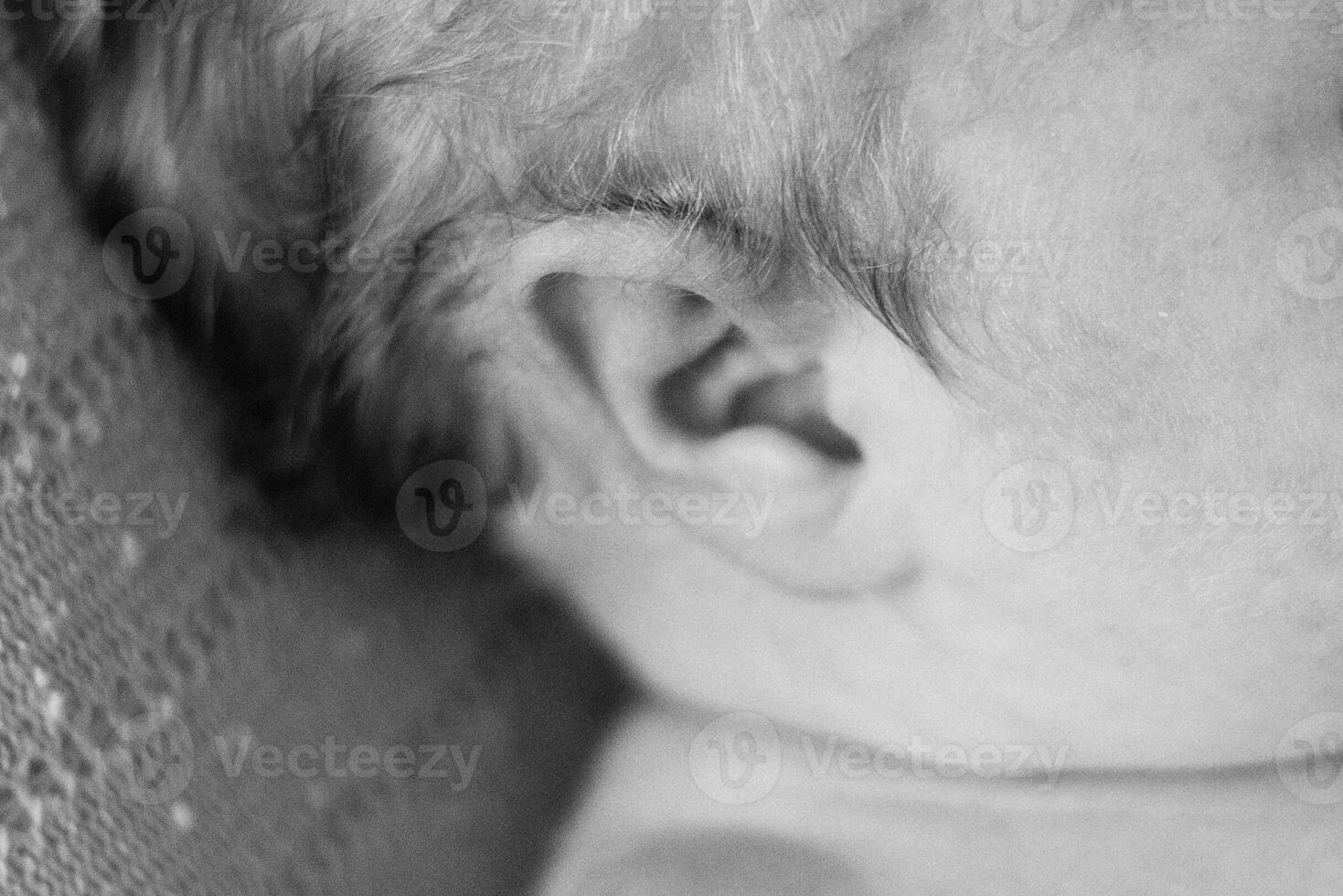 A close up of a baby's ear with a black and white photo
