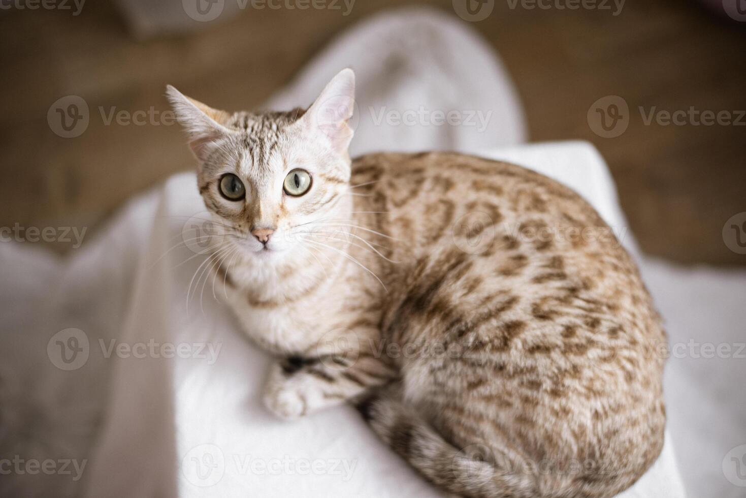 A cat sitting on top of a white box photo