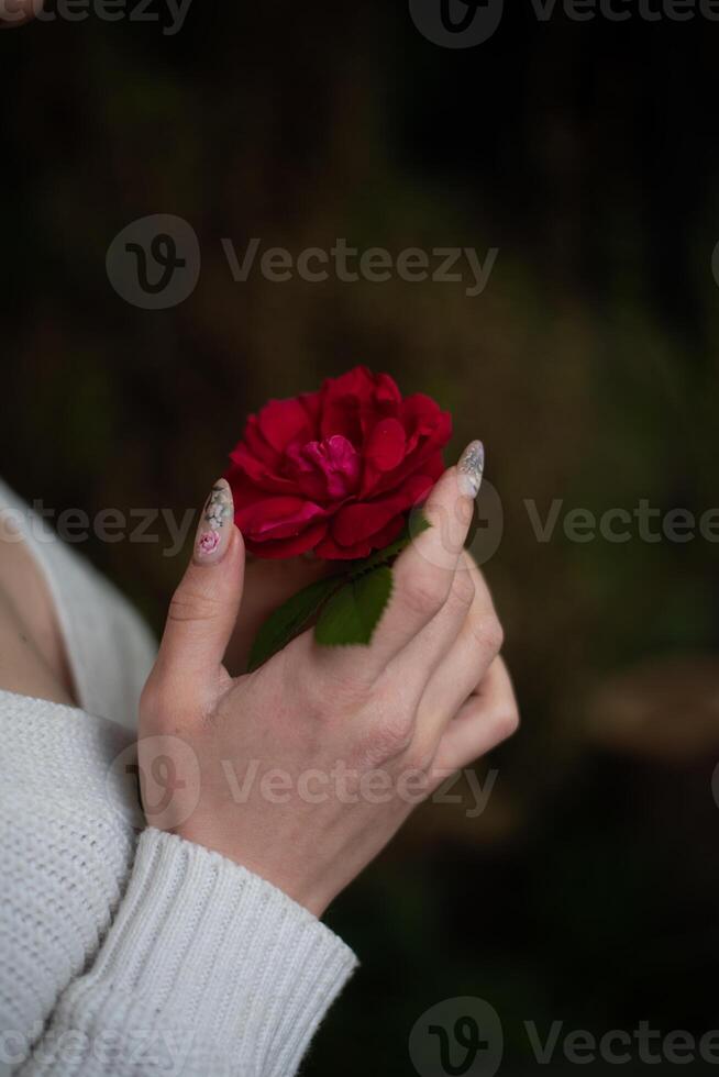 A woman holding a red rose in her hand photo
