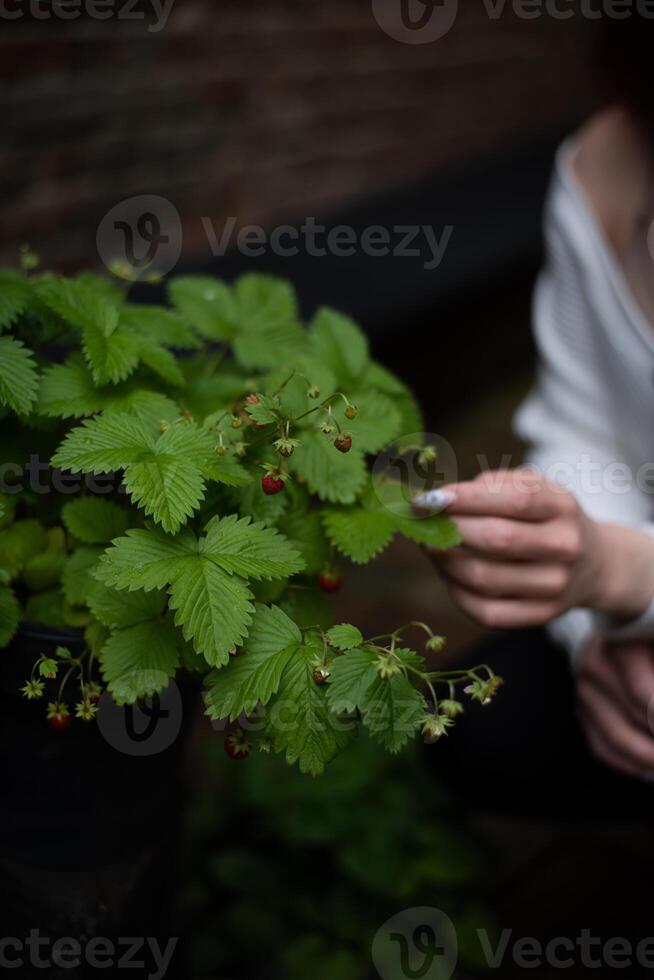 A woman is picking berries from a plant photo