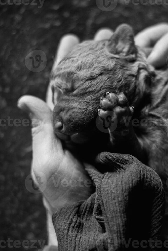 A black and white photo of a person holding a small puppy