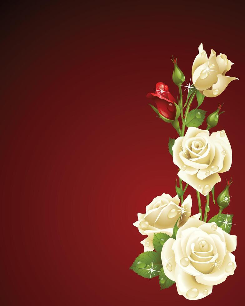 Red and White Roses on Dark Red Background vector