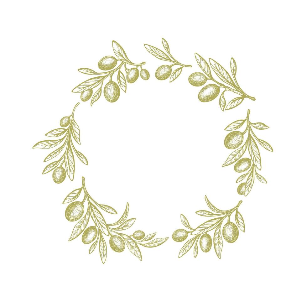 Olive circle pattern. Green branch, texture leaves vector