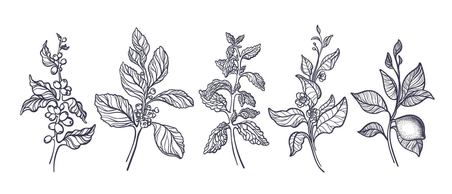 Branch of coffee, mate, tea, lemon, stevia leaves vector