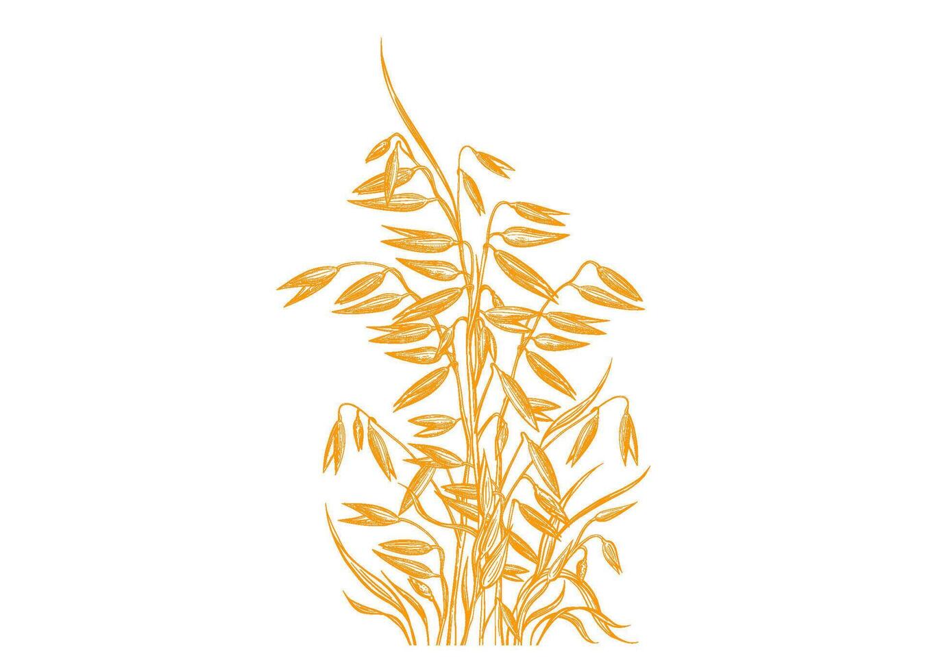 Sheaf of oat spike Graphic illustration Golden seed vector