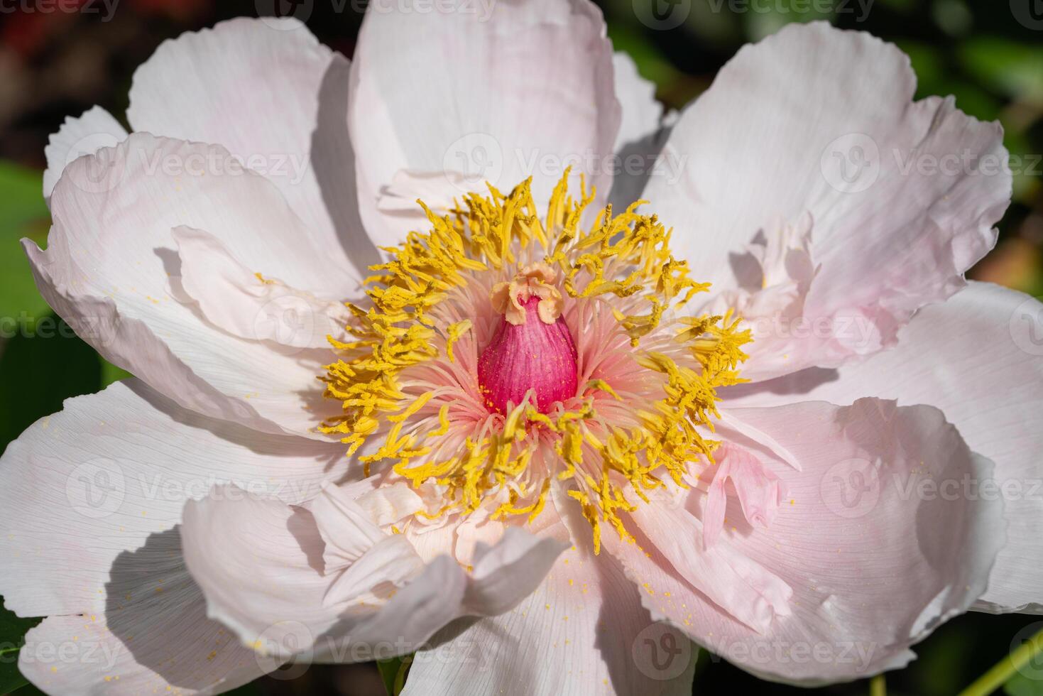 Close up of Peony, Paeonia photo