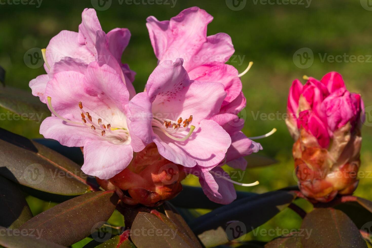 Close up of Rhododendron Hybrid photo