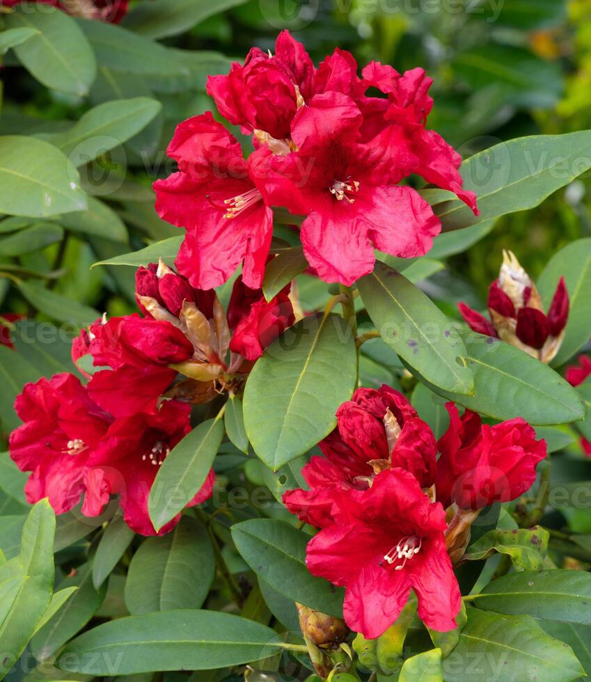 Rhododendron Hybrid Rabatz, Rhododendron hybrid photo