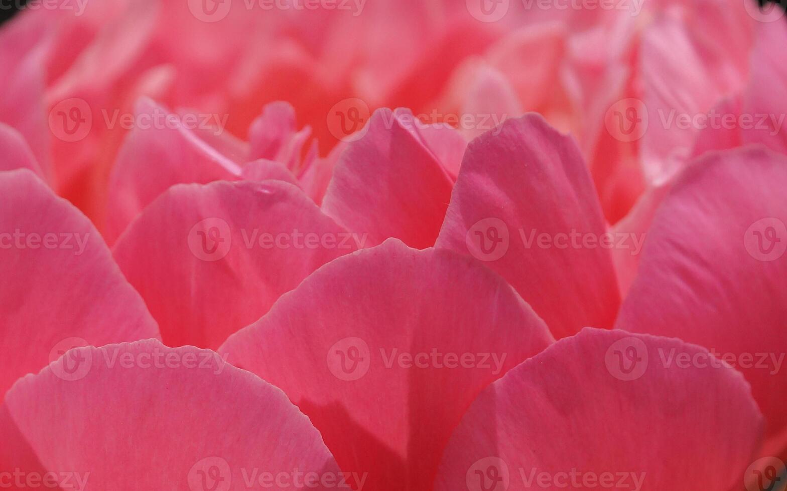 Close up image of Peony, Paeonia photo