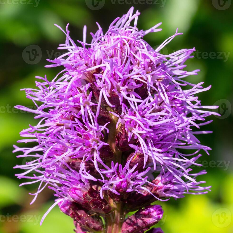 Prairie gay feather, Liatris spicata photo