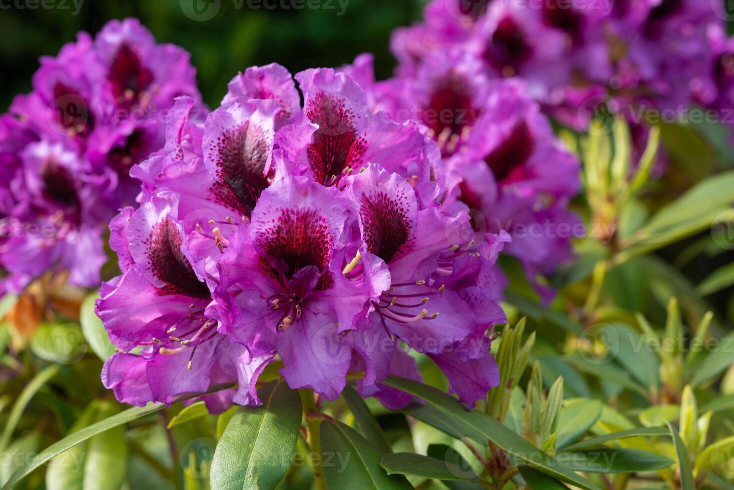 Rhododendron Hybrid Orakel, Rhododendron hybride photo