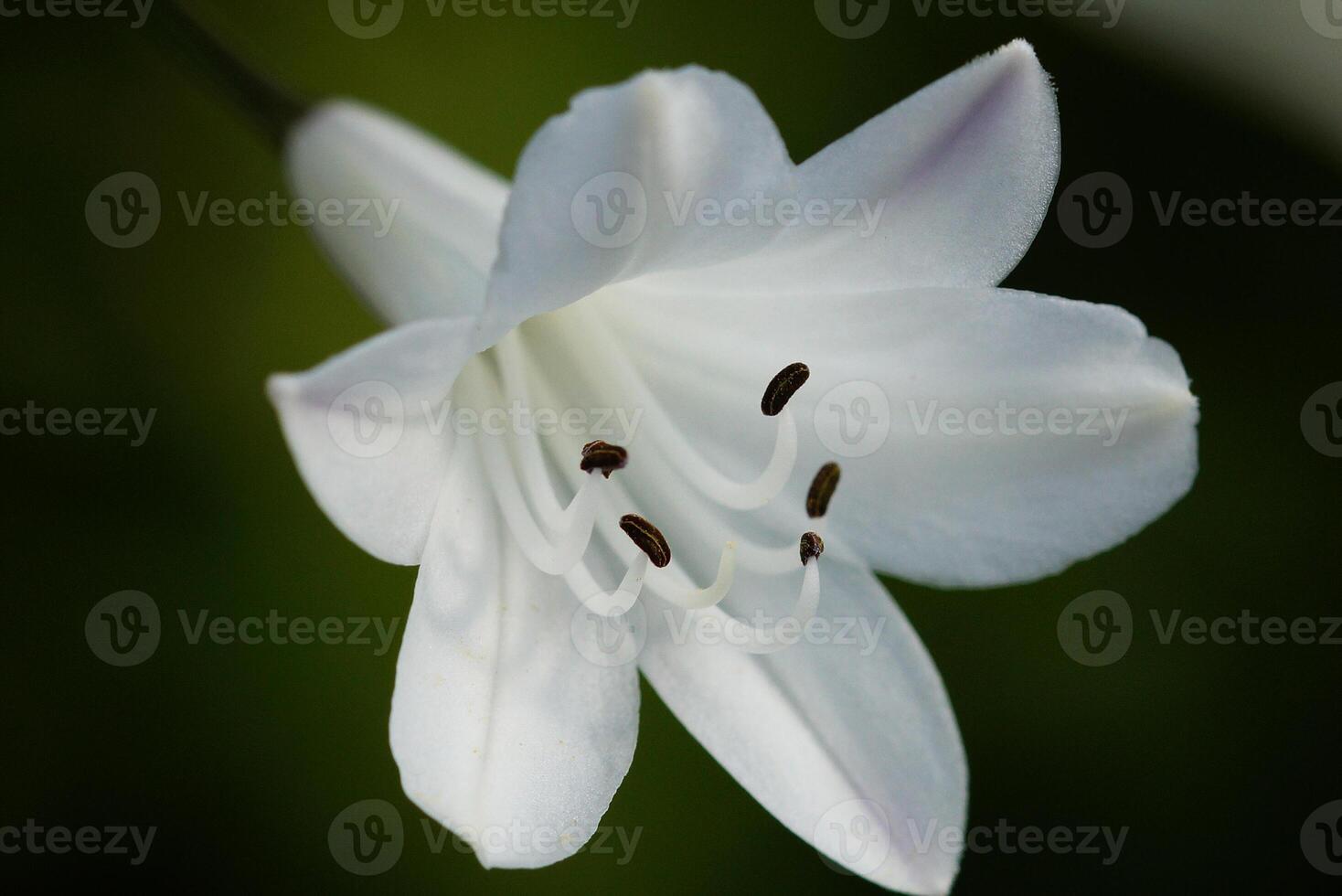 Close up of Agapanthus, Agapanthus photo
