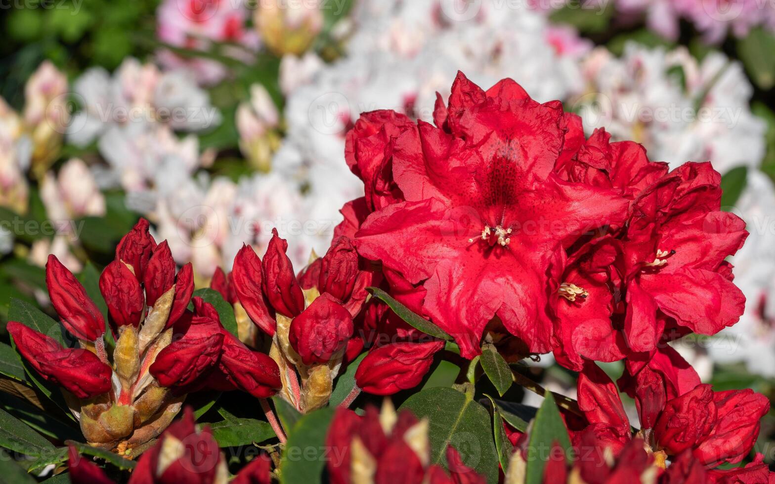 Rhododendron Hybrid Rabatz photo