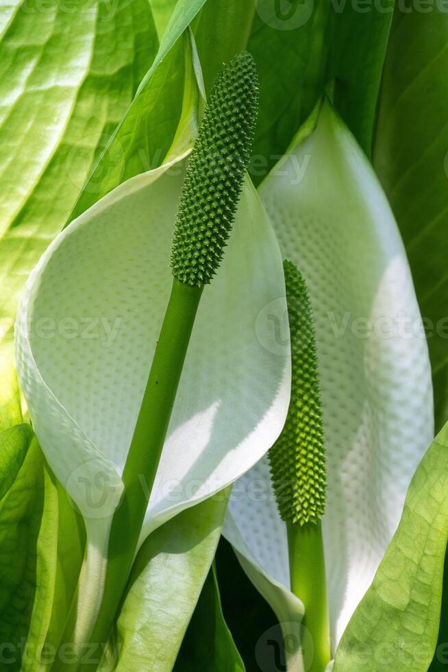 White skunk cabbage, Lysichitum camtschatcense photo