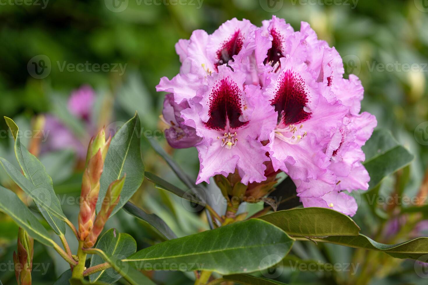 Rhododendron Hybrid Kabarett, Rhododendron hybrid photo