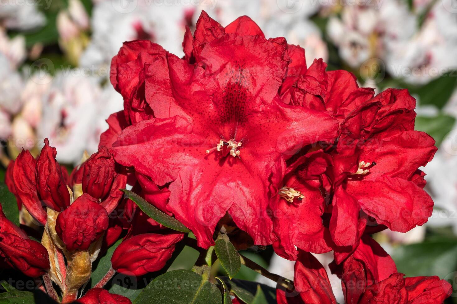Rhododendron Hybrid Rabatz photo